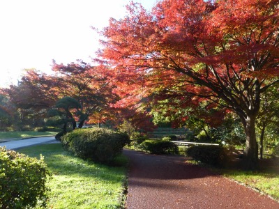 久良岐公園の紅葉_b0279109_22431477.jpg