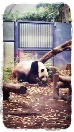 三連休3日目～上野動物園～_e0069611_80422.jpg