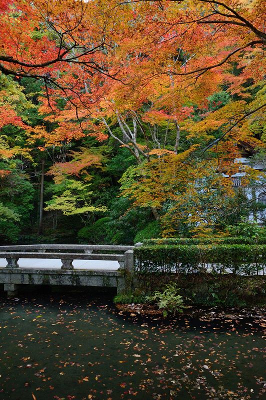 2014京都の紅葉・鹿ヶ谷　法然院_f0032011_1704465.jpg