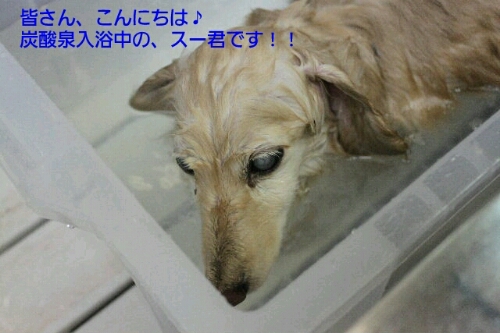 エレキバン_b0130018_23424491.jpg