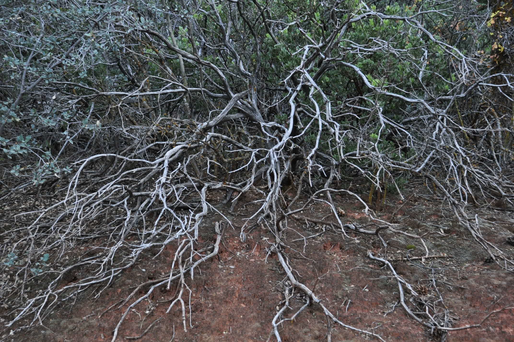 アリゾナ・ニューメキシコの旅 4_e0273524_18504360.jpg