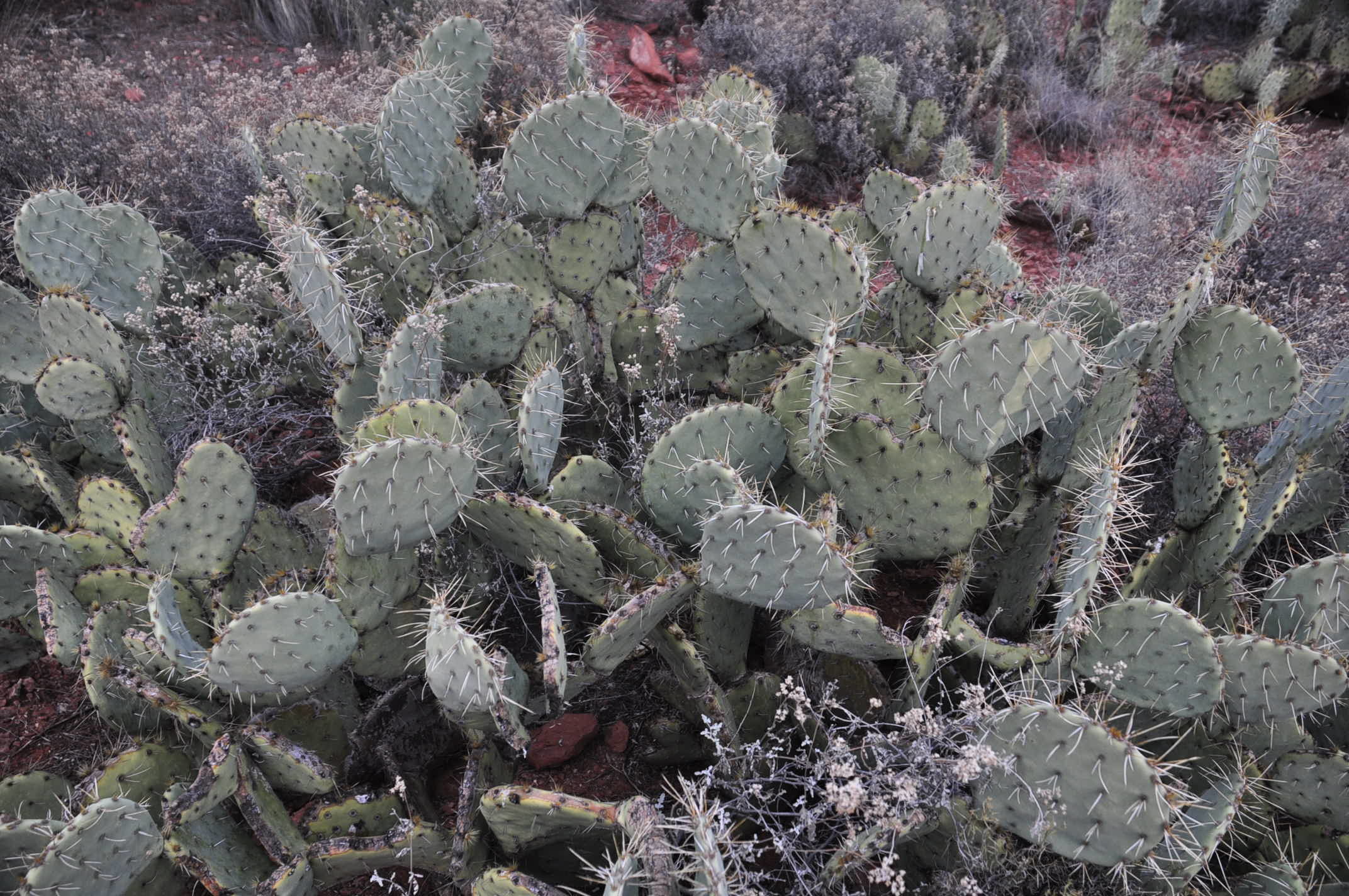 アリゾナ・ニューメキシコの旅 4_e0273524_19183395.jpg