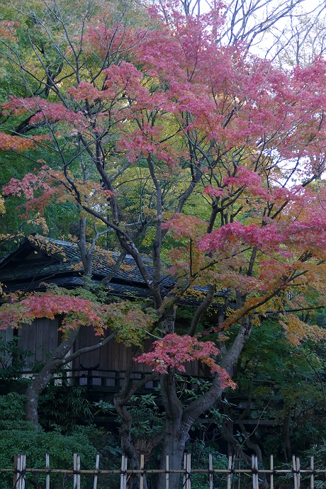 北鎌倉 11月下旬の風景_c0196928_1230728.jpg