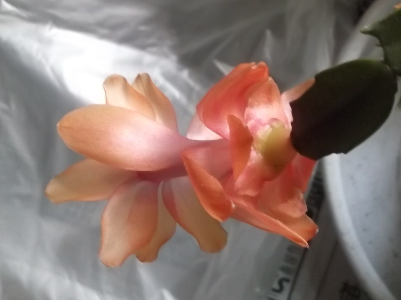 採取種の整理...カニバサボテンが_b0137932_18125119.jpg