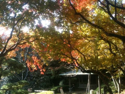 池田山公園(品川区)(11月30日)_e0213636_19575170.jpg