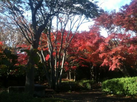 池田山公園(品川区)(11月30日)_e0213636_19583453.jpg