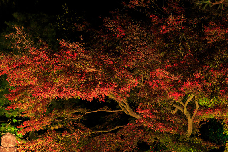 雲龍院・紅葉ライトアップ(泉涌寺塔頭)_f0155048_23502820.jpg