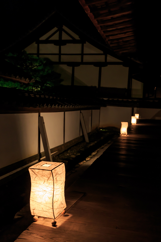 雲龍院・紅葉ライトアップ(泉涌寺塔頭)_f0155048_23524682.jpg