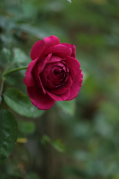 冬薔薇 ふゆそうび 12月に咲いた Rei My Precious Roses 冬薔薇 ふゆそうび 12月に咲いた Rei My Precious Roses