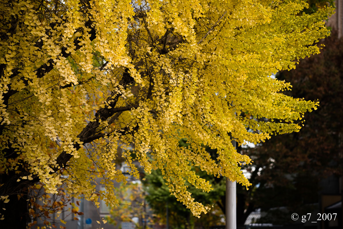 f0152550_18142672.jpg