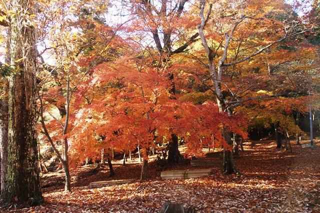 中山大杣池と石峯寺_b0227552_15294914.jpg