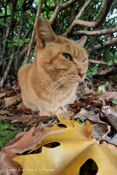 猫のいる風景 日比谷公園 落葉とメメちゃん_b0133053_2573926.jpg