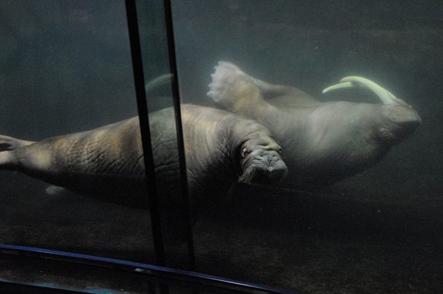 シーパラの海獣とマンボウ_c0081462_20131458.jpg