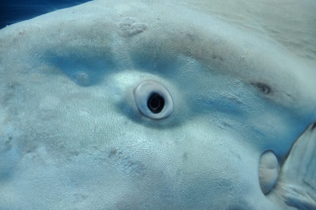 シーパラの海獣とマンボウ_c0081462_20133640.jpg