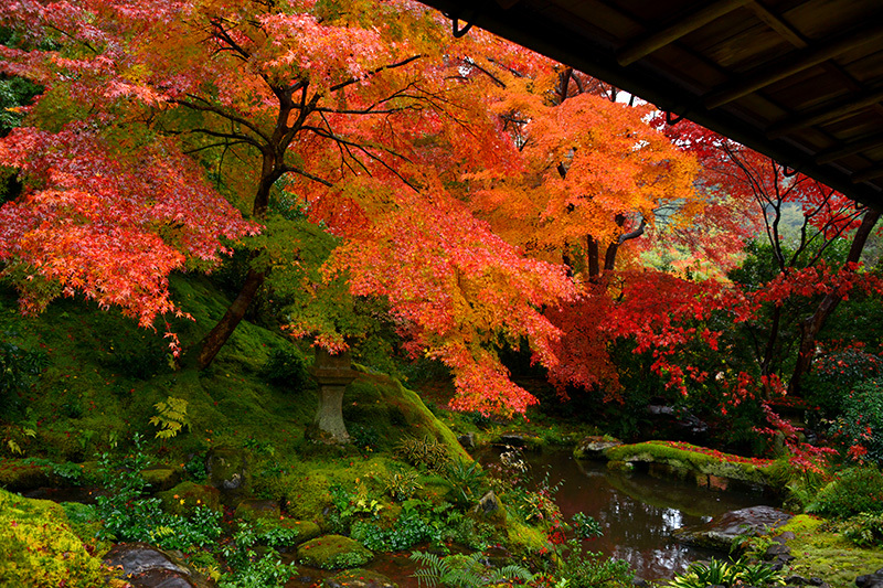 瑠璃光院　瑠璃の庭_c0317868_18553598.jpg