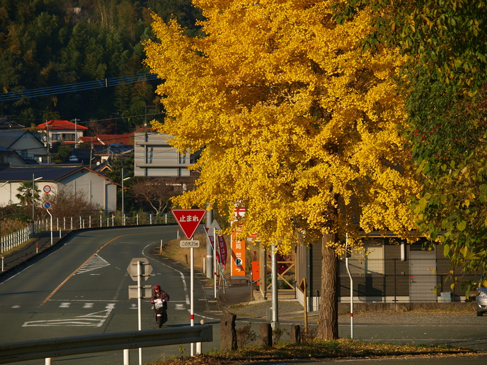 銀杏の樹のある風景_a0260570_985123.jpg