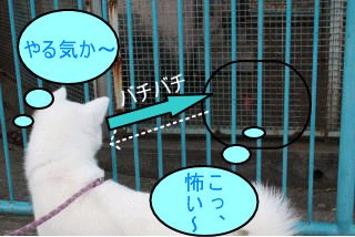 a0187087_22242020.gif