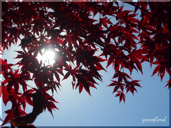 紅葉満喫ソウル⑱ 南怡島(ナミソム)_b0040888_20103546.jpg