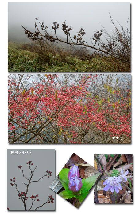 箱根 明神ヶ岳へ_c0051105_233586.jpg
