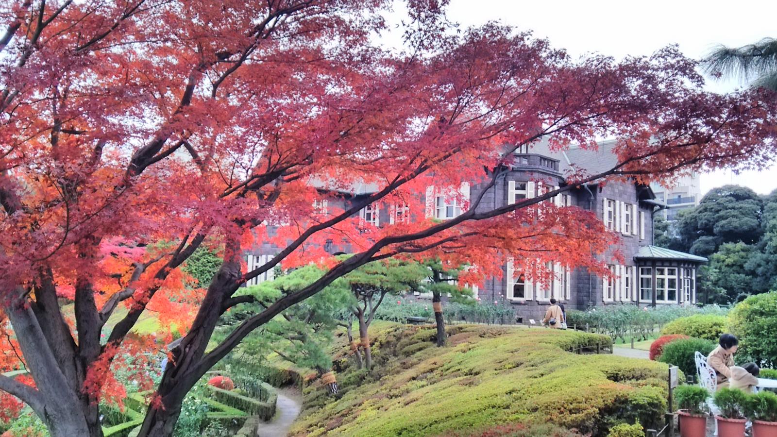 旧古河庭園の紅葉と六義園夜間の幻想的紅葉・・・2014/11/30_f0231709_2284555.jpg