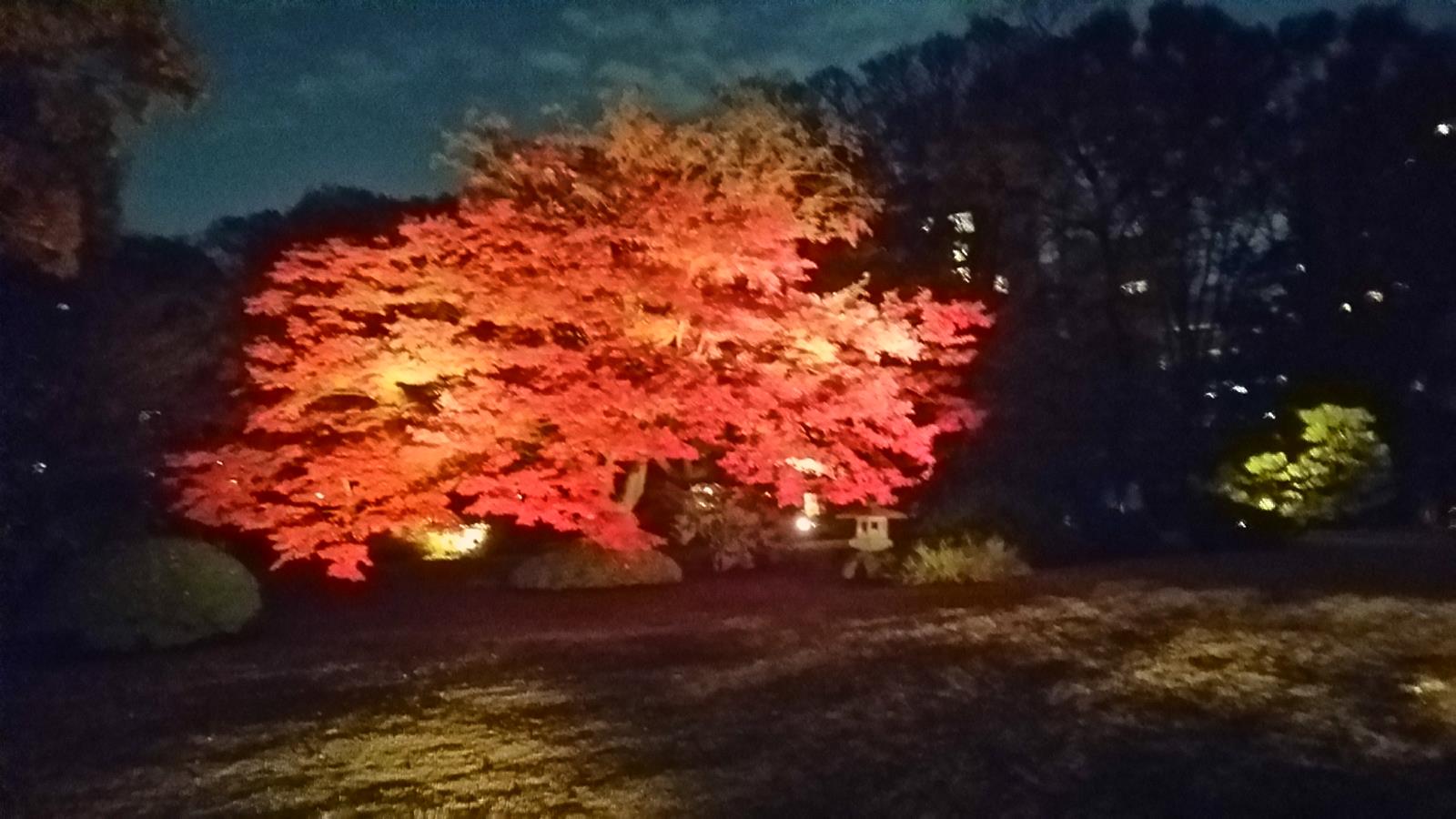 旧古河庭園の紅葉と六義園夜間の幻想的紅葉・・・2014/11/30_f0231709_2394779.jpg