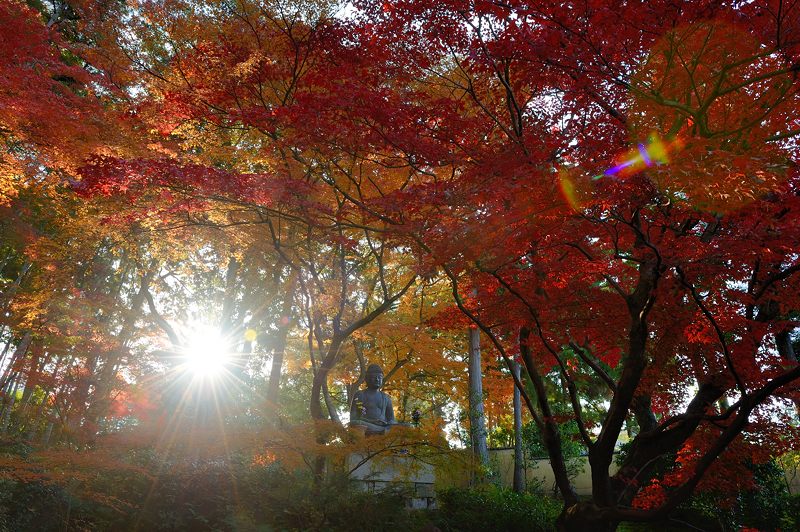 2014京都の紅葉・黒谷　金戒光明寺塔頭 栄摂院_f0032011_19364158.jpg