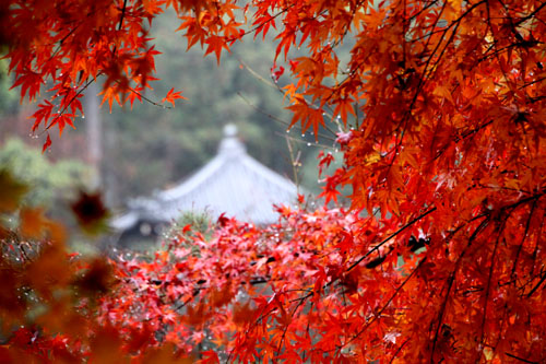 14紅葉めぐり 53　龍安寺鏡容池回遊_e0048413_21125383.jpg