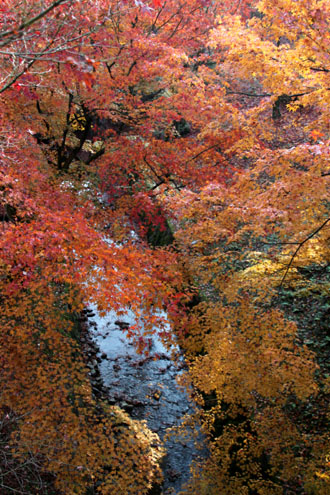 14紅葉めぐり 54　東福寺_e0048413_2157491.jpg