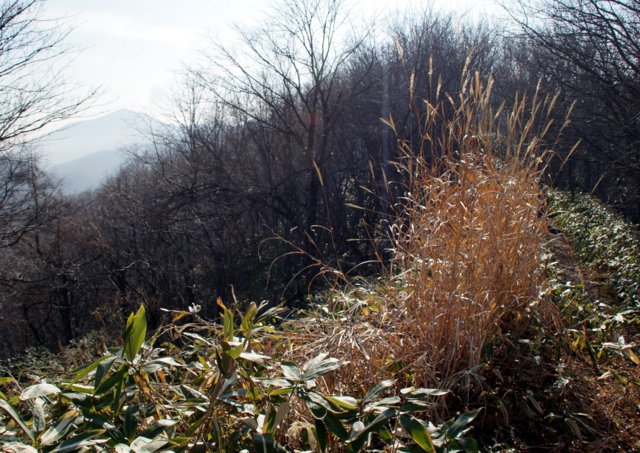 2014年11月30日(日)　三角山～大倉山～荒井山～円山～旭山公園（藻岩山行き中止）_c0171816_16155590.jpg