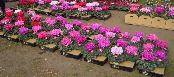 寒川町 花や野菜の鉢_d0240916_13202548.jpg