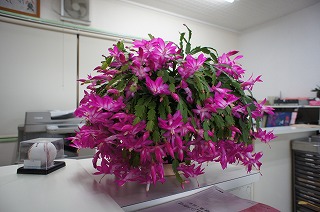 f0190020_893816.jpg