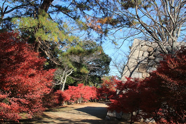 松阪城跡の石垣と紅葉風景　（その4）最終回_e0321325_16121486.jpg