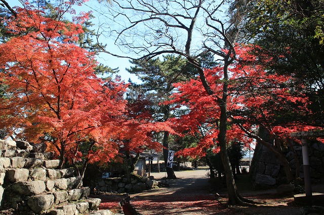 松阪城跡の石垣と紅葉風景　（その4）最終回_e0321325_16124536.jpg