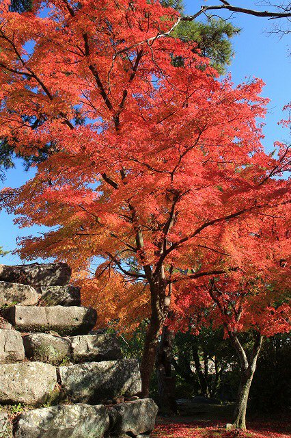 松阪城跡の石垣と紅葉風景　（その4）最終回_e0321325_1613962.jpg