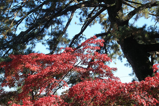 松阪城跡の石垣と紅葉風景　（その4）最終回_e0321325_1614288.jpg