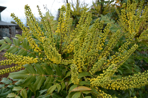 c0107129_2175145.jpg
