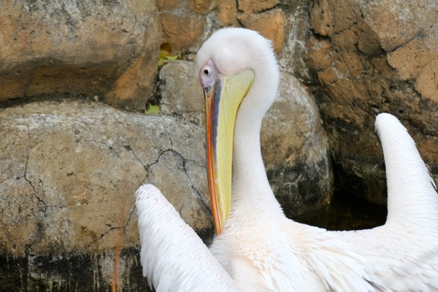 【金沢動物園】part 1_f0348831_22315158.jpg