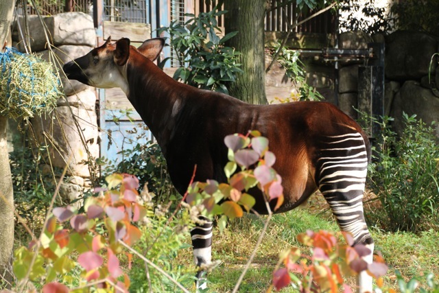 【金沢動物園】part 1_f0348831_22374929.jpg