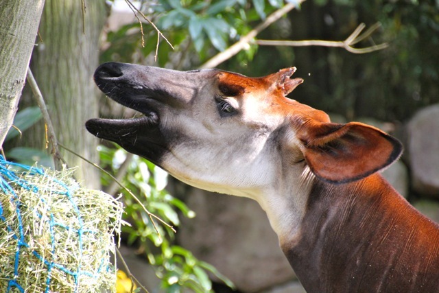 【金沢動物園】part 1_f0348831_22380397.jpg