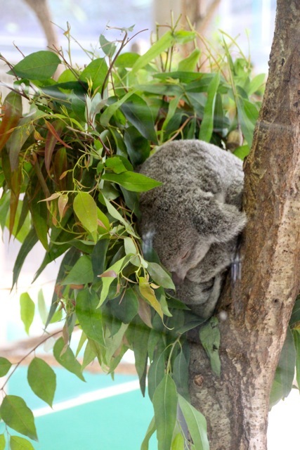 【金沢動物園】part 1_f0348831_22423814.jpg