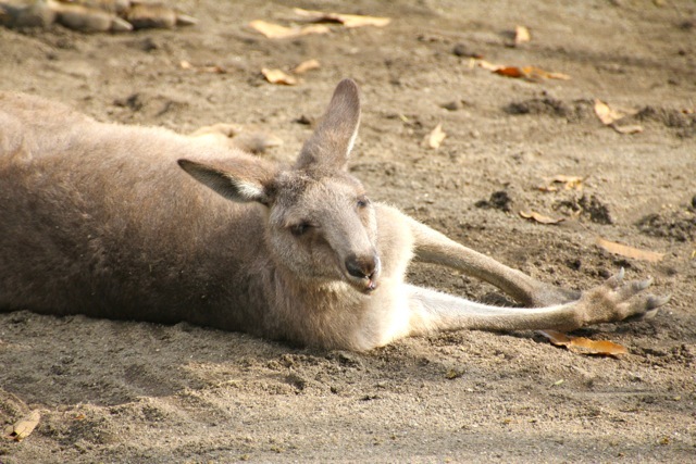 【金沢動物園】part 1_f0348831_22443166.jpg