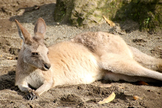 【金沢動物園】part 1_f0348831_22443629.jpg