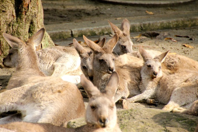 【金沢動物園】part 1_f0348831_22445120.jpg