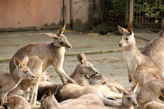 【金沢動物園】part 1_f0348831_22450346.jpg