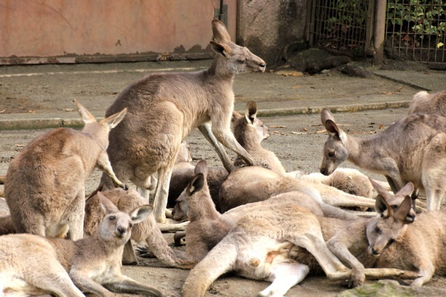 【金沢動物園】part 1_f0348831_22450931.jpg