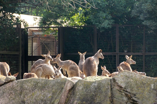 【金沢動物園】part 1_f0348831_22451307.jpg