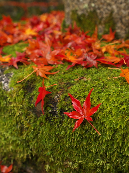 紅葉めぐり2014～安楽寺～_e0080133_2551997.jpg