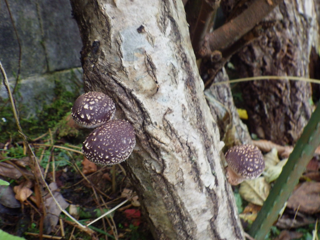 c0300035_94365.jpg