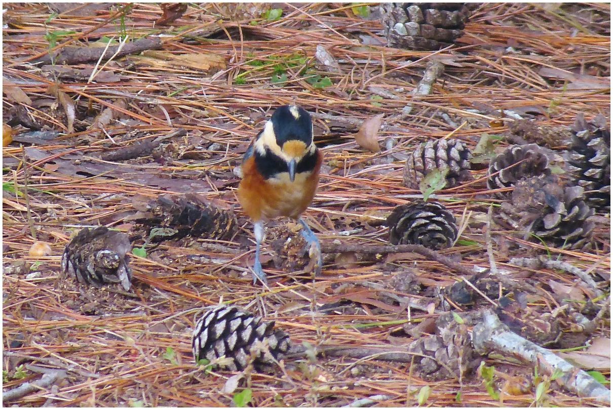 野　鳥_b0312938_06081555.jpg