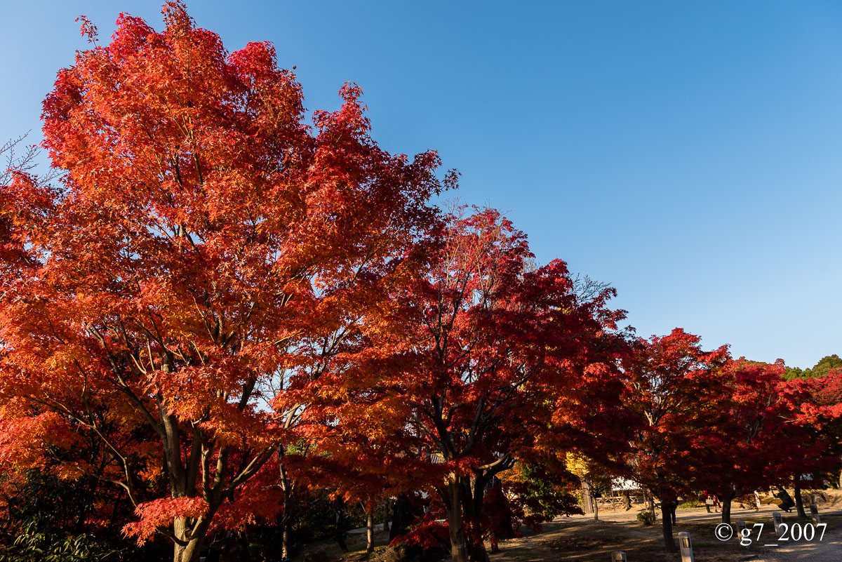 京都の紅葉 2014 〜智積院〜_f0152550_21451711.jpg